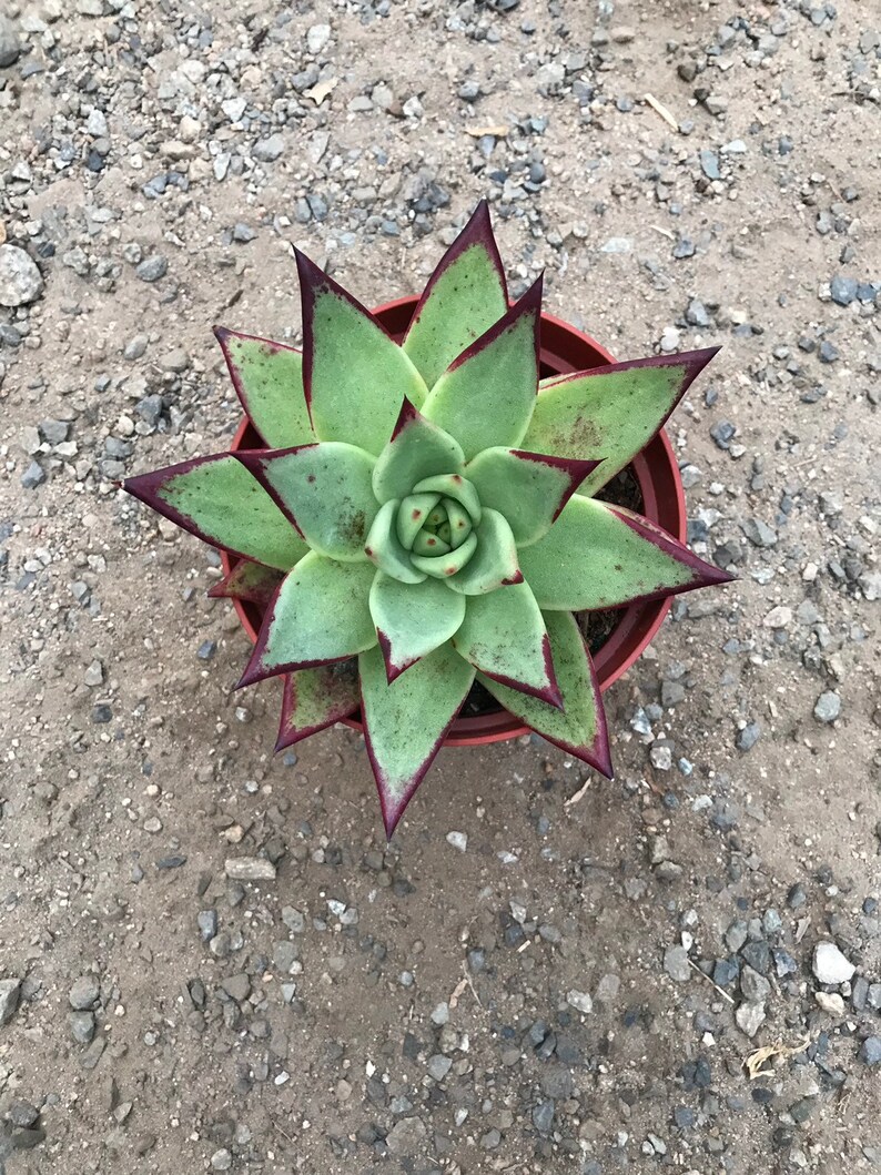 Echeveria Ebony image 6