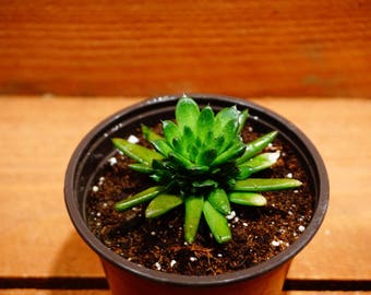 Orostachys spinosa