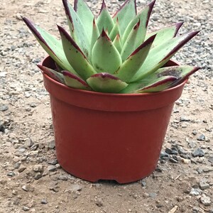 Echeveria Ebony image 2