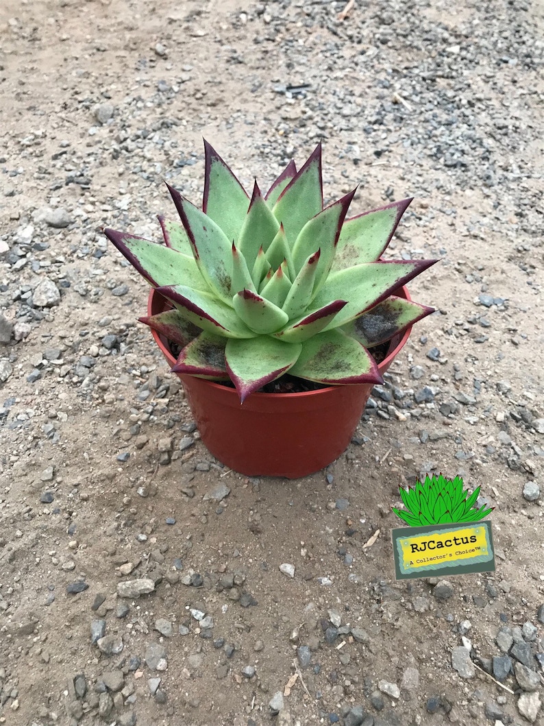 Echeveria Ebony image 1