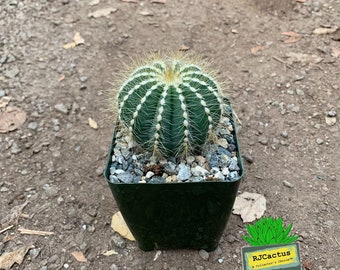 Notocactus magnificus