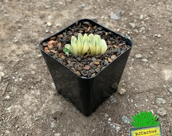 Haworthia maughanii x truncata variegated