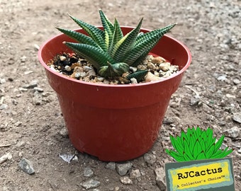 Haworthia limifolia variegated