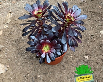 Aeonium Zwartkop