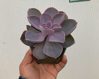 Echeveria 'Perle Von Nurnberg'