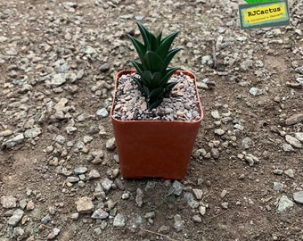 Haworthia viscosa