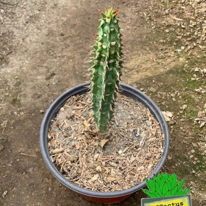 Euphorbia viguieri image 1