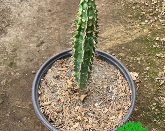 Euphorbia viguieri