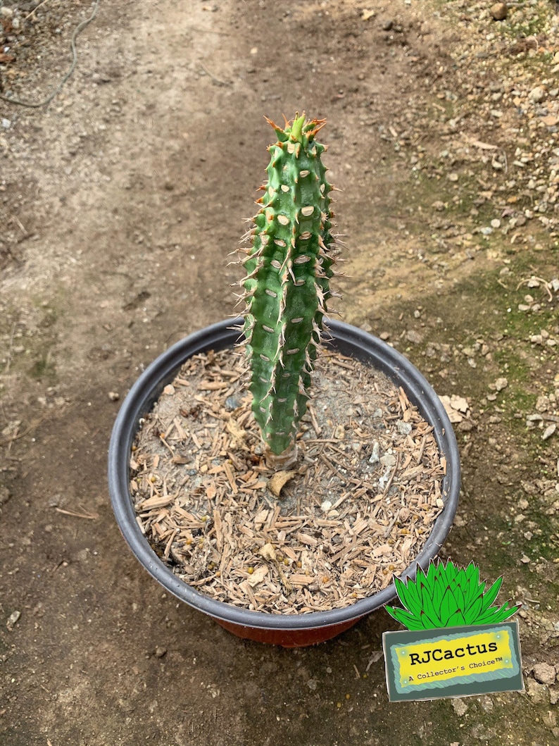 Euphorbia viguieri immagine 1