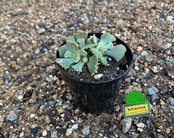 Aloinopsis malherbei