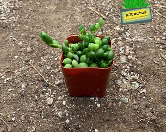 Senecio rowleyanus String of Pearls