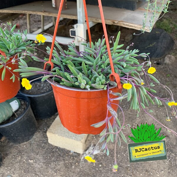 Othonna Ruby Necklace with hanger