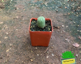 Euphorbia obesa