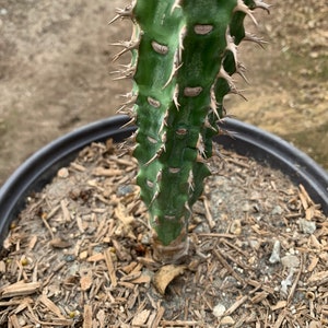 Euphorbia viguieri immagine 4