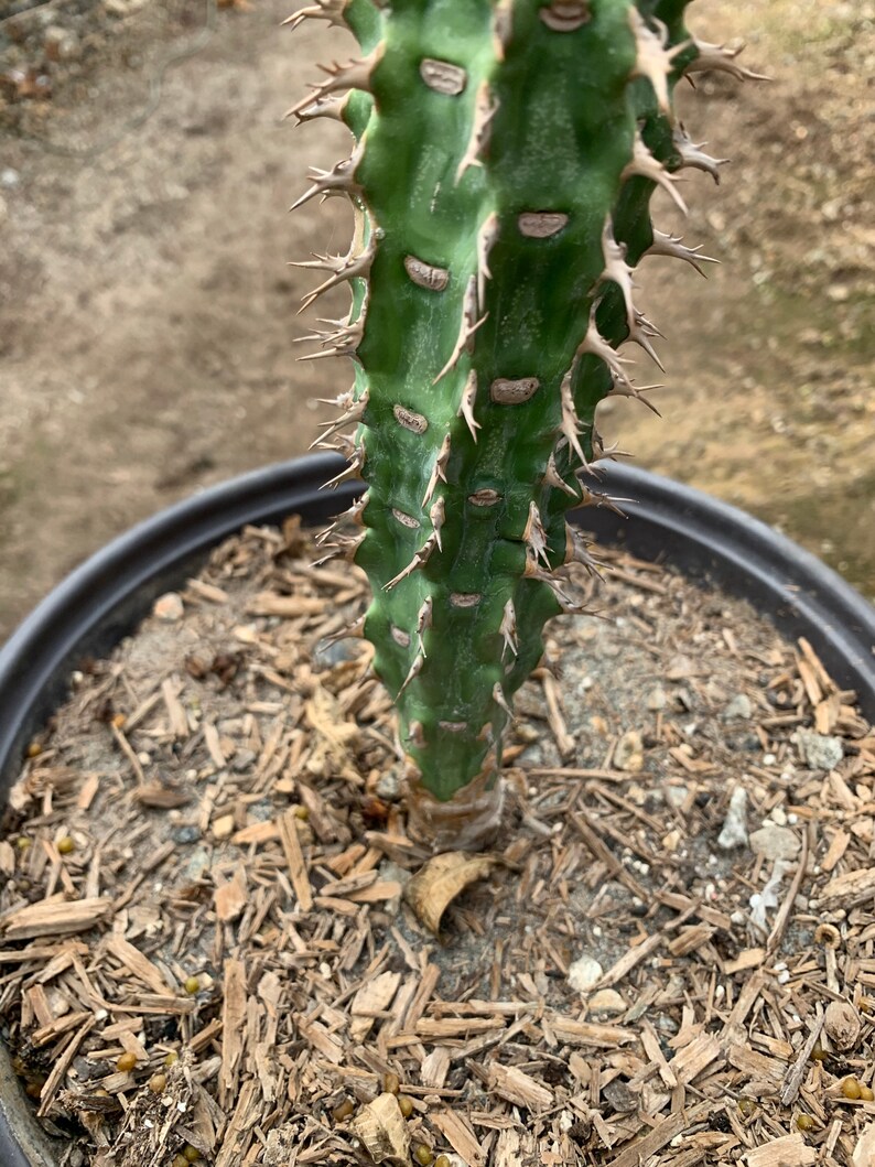 Euphorbia viguieri image 4