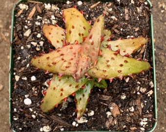 Aloe castilloniae