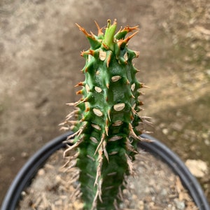 Euphorbia viguieri immagine 5