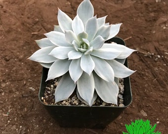 Echeveria subsessilis variegated