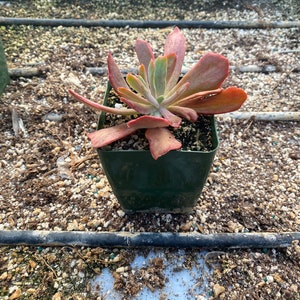 Echeveria &#39;Diamond State&#39;