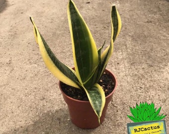 Sansevieria laurentii