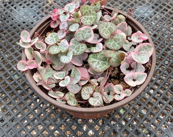 Ceropegia woodii variegata Variegated String of Hearts