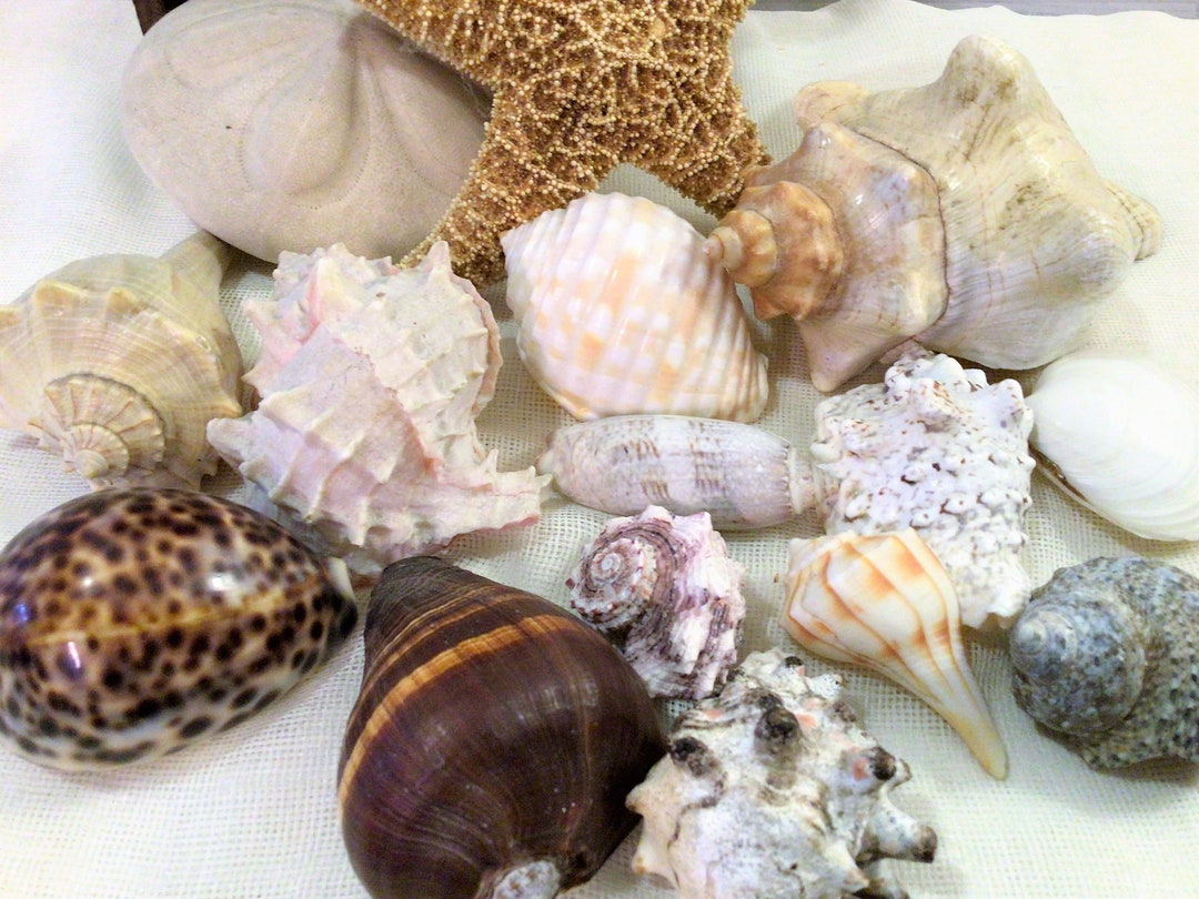 Sea Shell Collection - Etsy