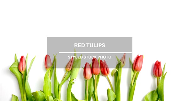 Red Tulip Spring Flowers Styled Stock Photos