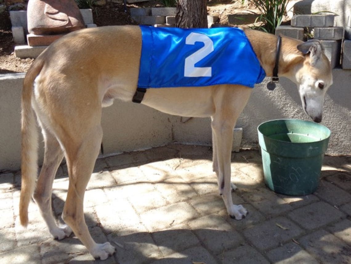 Racing Jackets Race Coats Greyhound Jackets Greyhound Etsy