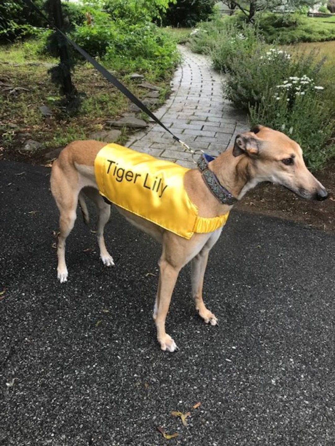 Personalized Greyhound Jackets Etsy Canada