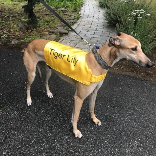 Personalized Greyhound Jackets