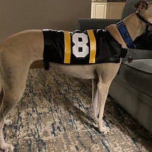 Greyhound store racing coats