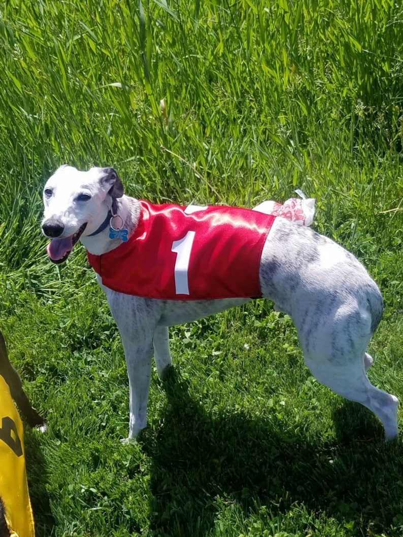 Whippet Race Jackets Etsy