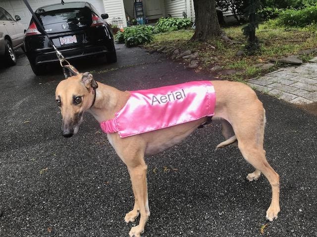 Greyhound store racing coats