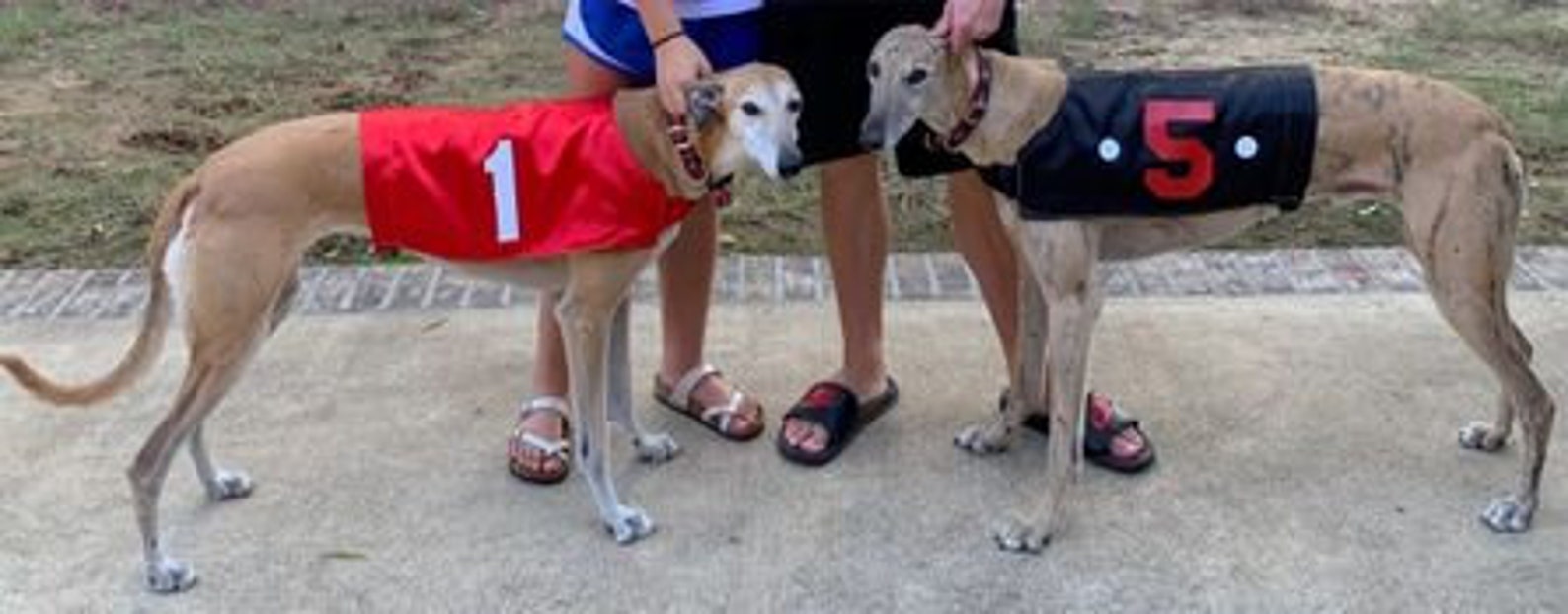 Racing Jackets Race coats Greyhound Jackets Greyhound Etsy