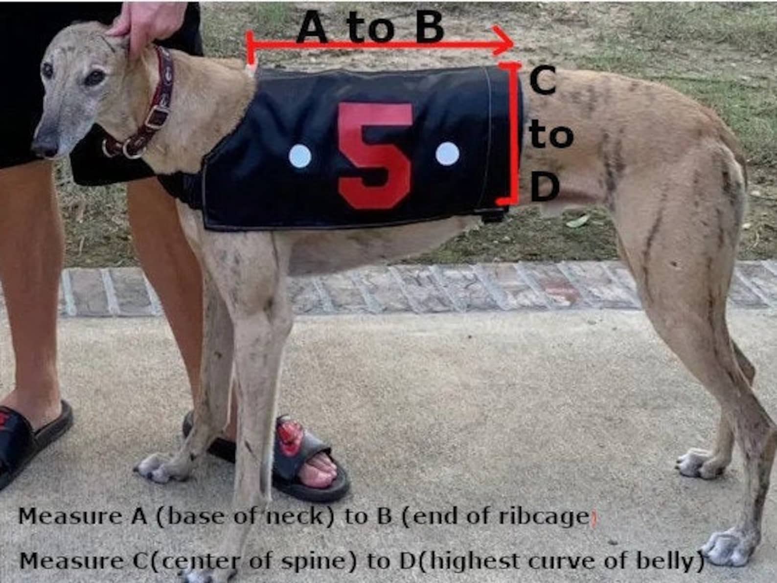 Racing Jackets Race Coats Greyhound Jackets Greyhound Etsy