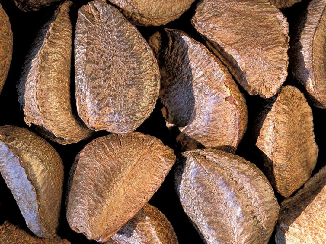 How to shell brazil nuts deals