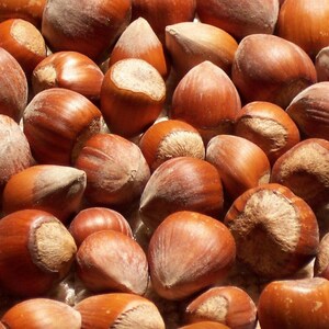 May include: A close-up image of a pile of brown hazelnuts. The nuts are smooth and have a slightly rough texture.