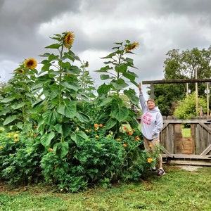 Colored and Giant Sunflower seeds