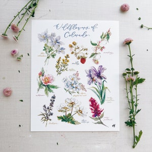 Wildflowers of Colorado Art Print - Watercolor Painting Flower Types Vintage Botanical Poster, Gallery Wall Rocky Mountain Columbine Cottage