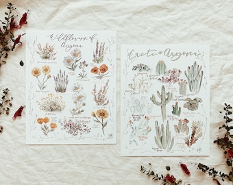 May include: Two watercolor illustrations on white paper. The left illustration is titled "Wildflowers of Arizona" and features a variety of wildflowers in shades of yellow, orange, purple, and white. The right illustration is titled "Cacti of Arizona" and features a variety of cacti in shades of green, brown, and pink.