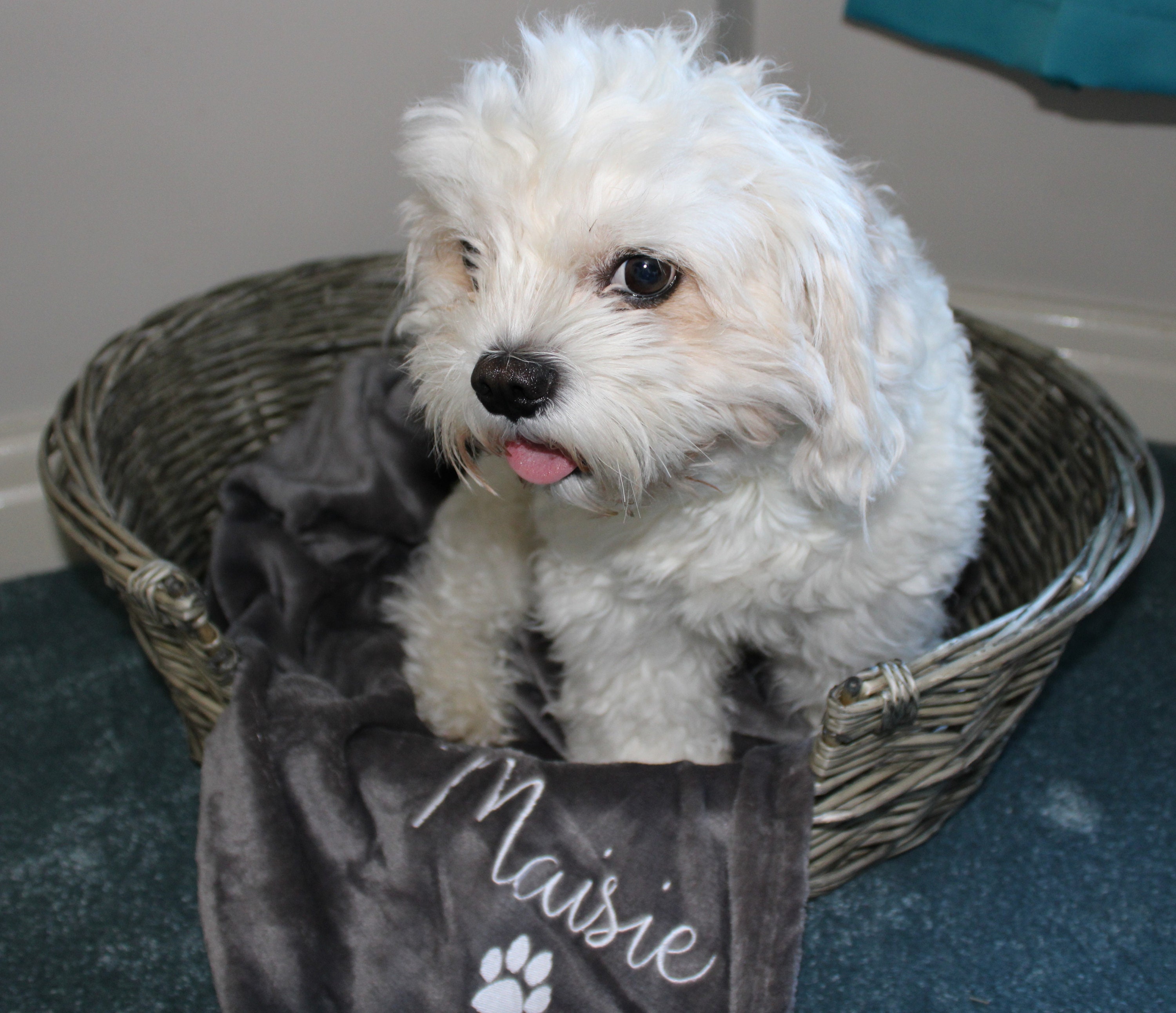 Personalised Dog Blanket Fleece 5 Colours Dog Blanket Etsy UK