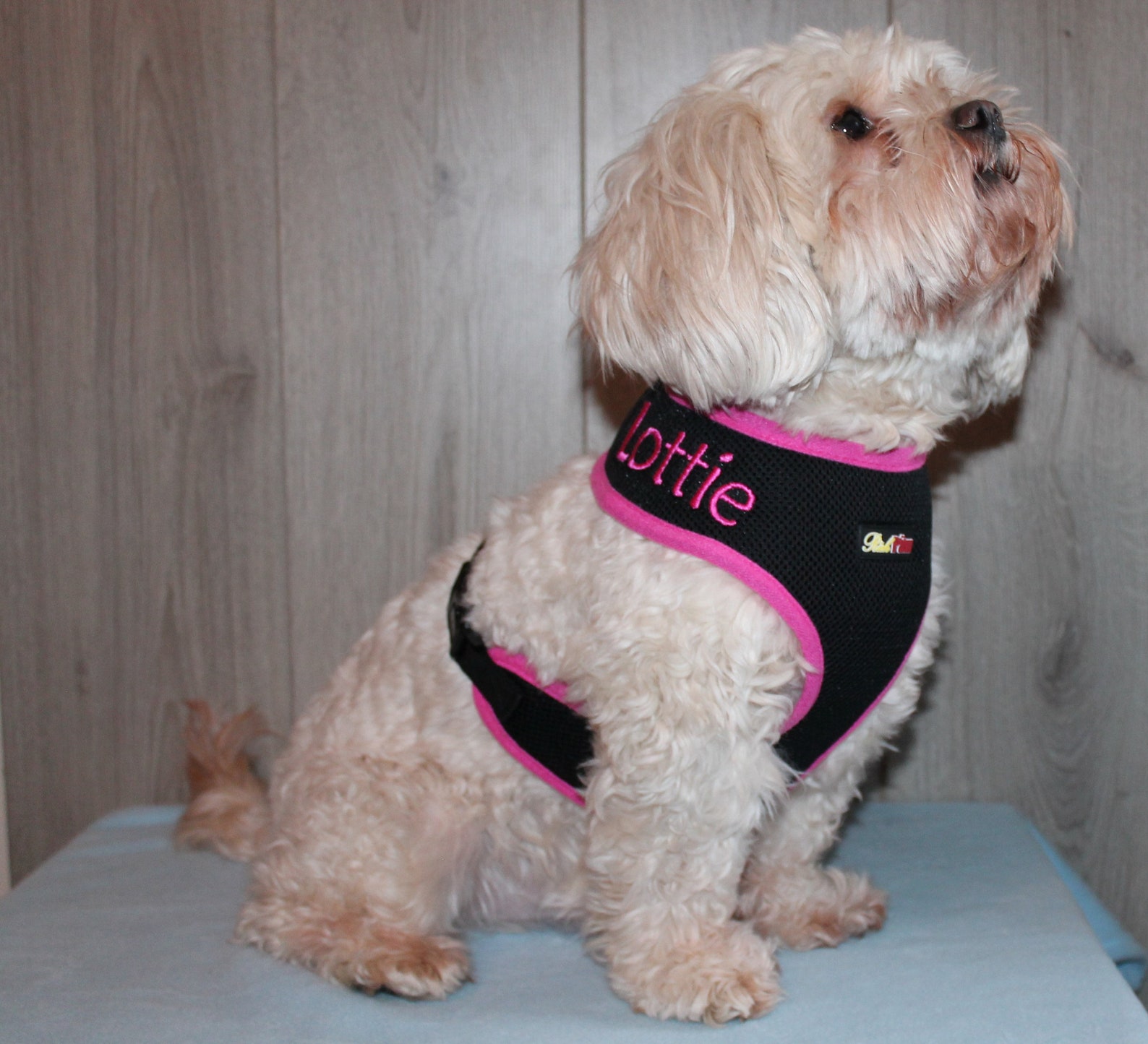 Dog Harness Personalised
 Personalised Dog Harness Custom Dog Harness Embroidered Name
