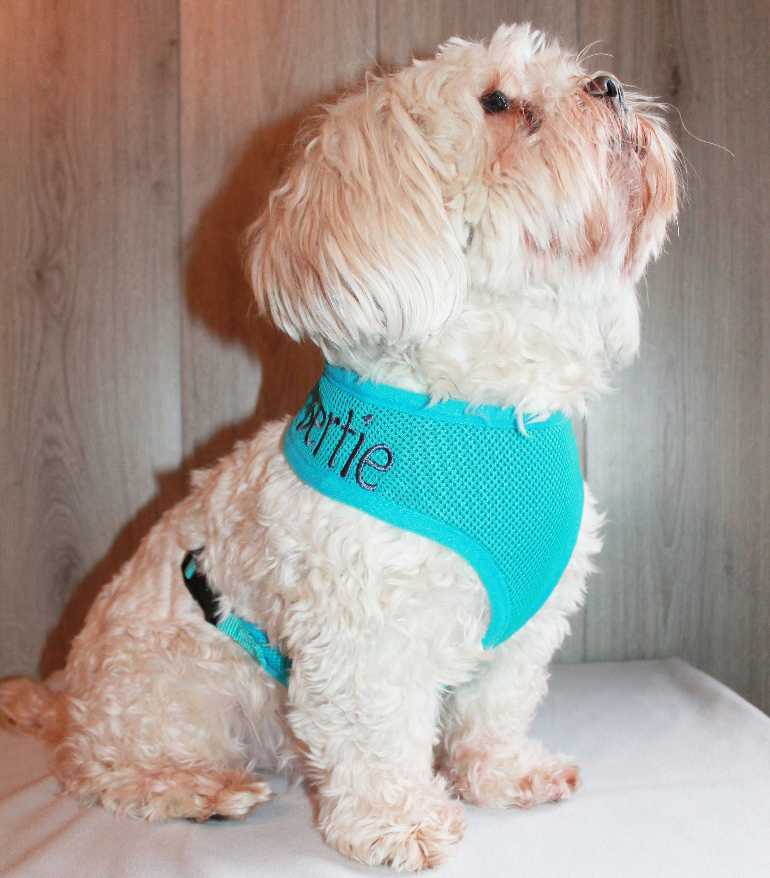 turquoise dog harness