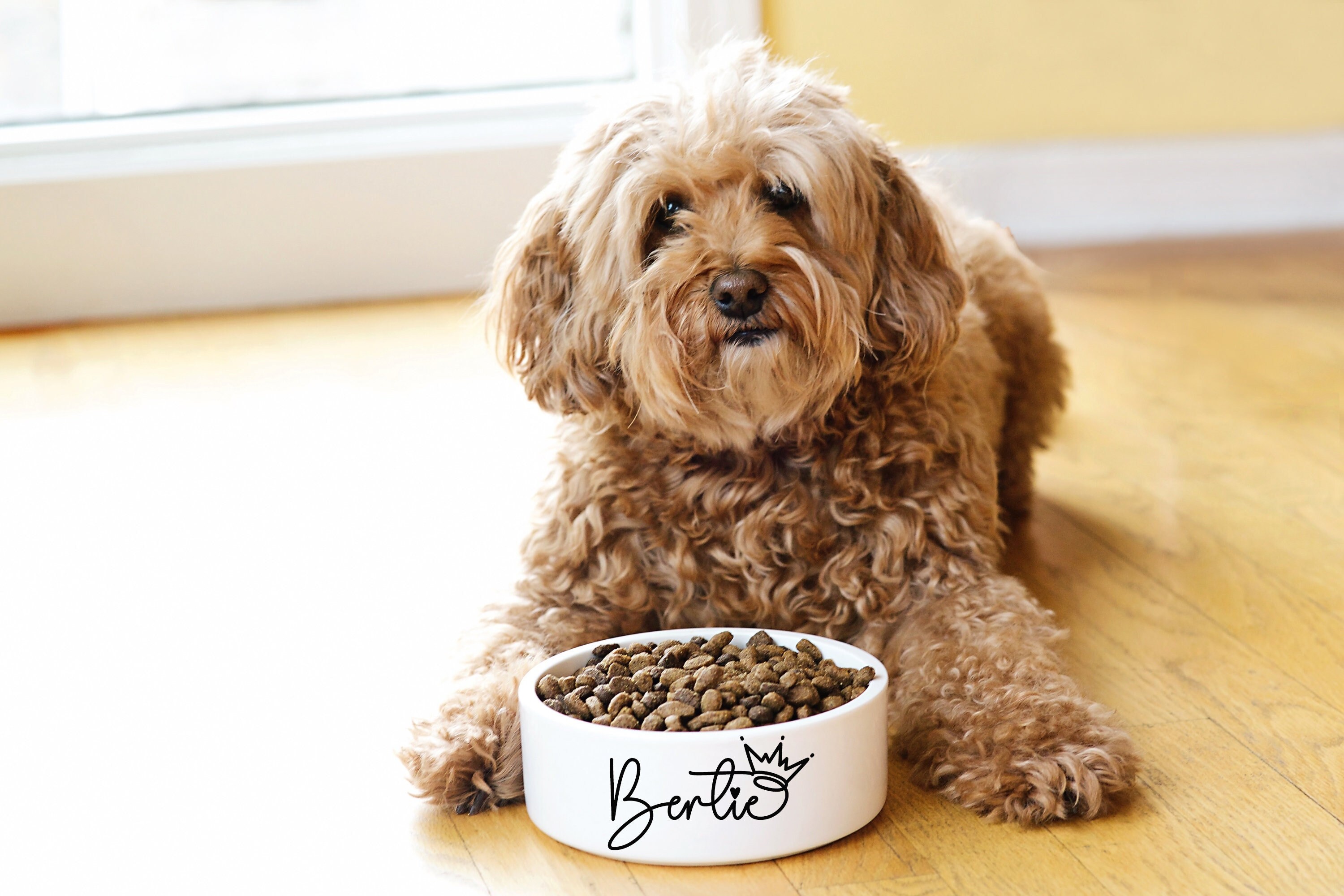 How High Should My Dog Bowl Be