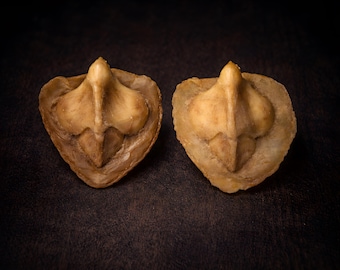 Small Bone Horn Prosthetics Pair – Latex Fantasy Horns for LARP and Cosplay