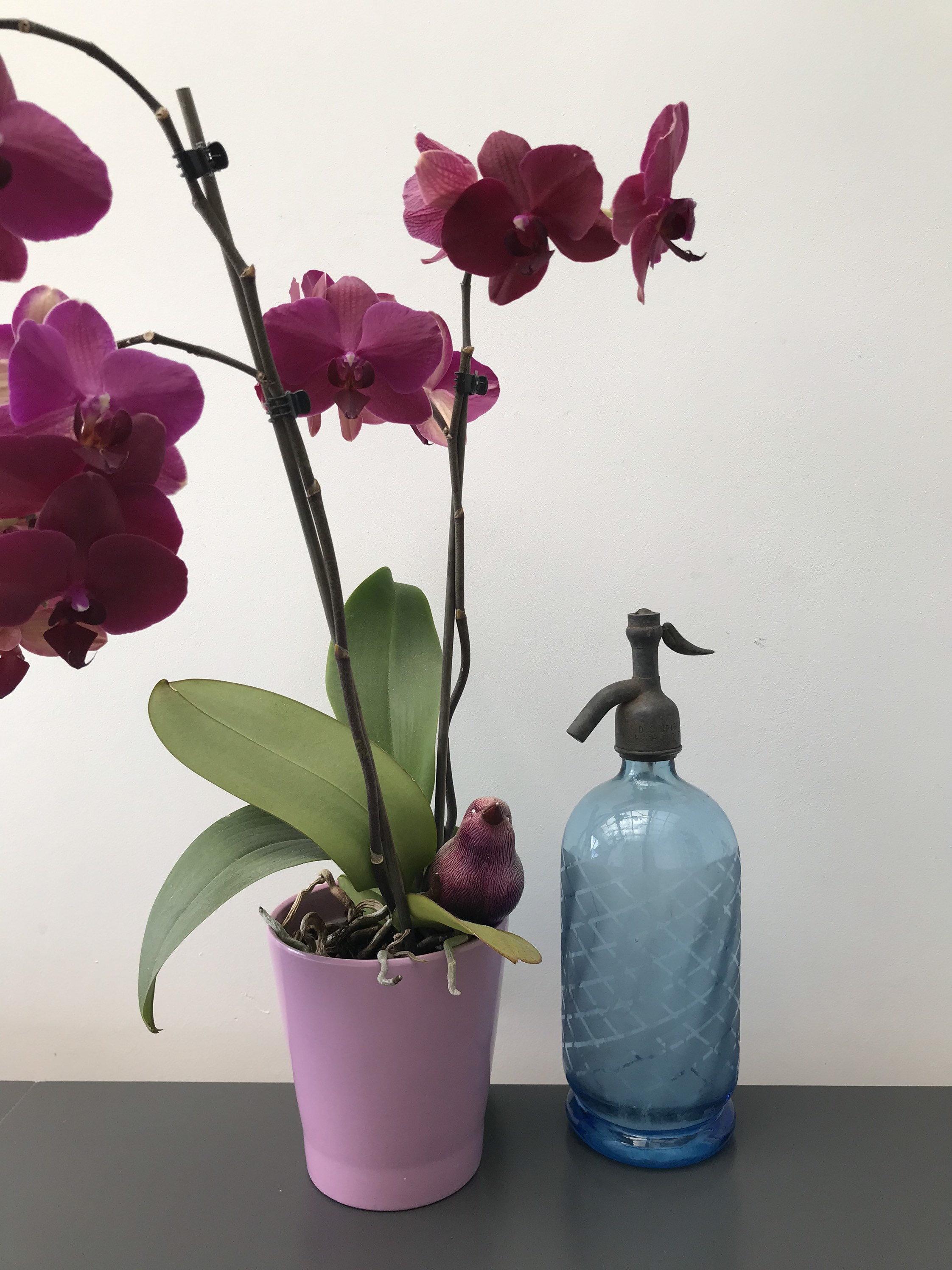 Ancien Siphon Bleu, Eau de Seltz, Gazeuse, Damier, Decarpigny, Hem-Lenglet, Etain, France, Vintage, 