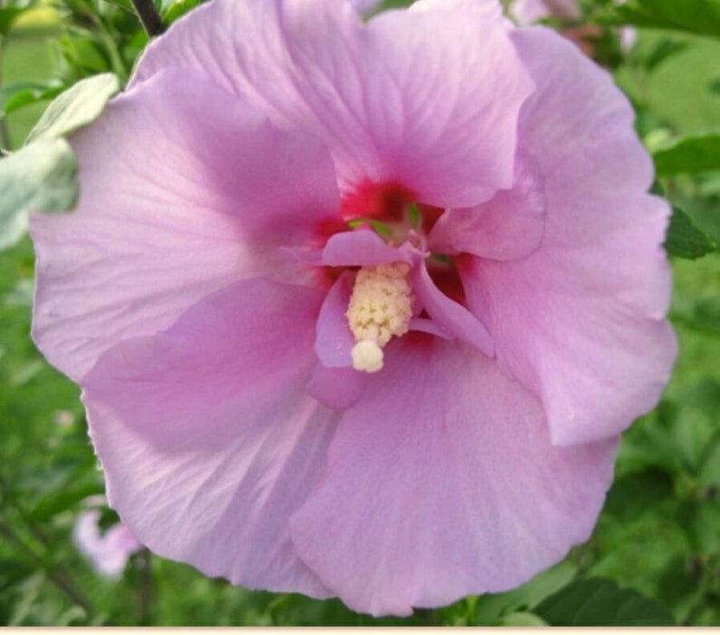 20 Rose of Sharon Hibiscus syriacus mixed colors fresh 2018 Etsy