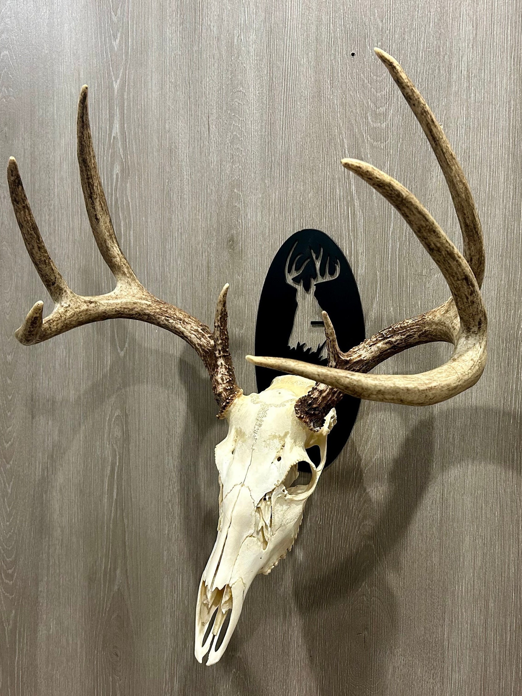 Elk Skull Mount Plaque TTW Weathered Wood Deer Skull Mount - 7x13