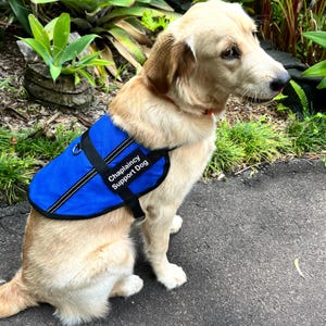 May include: A golden retriever wearing a blue service vest with the text "Chaplaincy Support Dog." The dog is sitting on a paved surface, with greenery in the background. The vest has black straps and reflective trim.