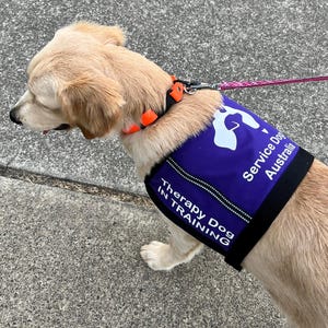 May include: A golden retriever wearing a purple service dog vest with white text that reads "Service Dog Australia" and "Therapy Dog IN TRAINING". The dog is also wearing an orange collar and a leash.
